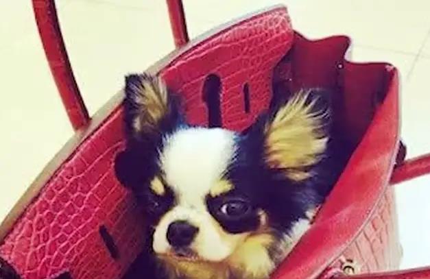 林心如投资收益_林心如身价过亿_娱乐圈十大富婆